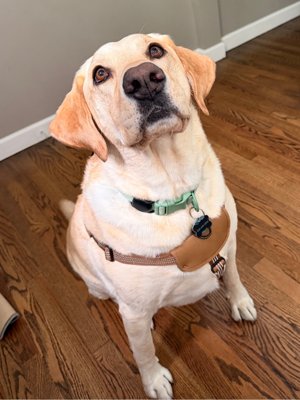 Carhartt Tan Dog Harness